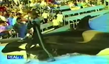The moment Seaworld trainer John Sillick was crushed between 2 orcas