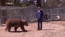 Animal trainer killed by a bear while making a promotional video (April 22, 2008.)