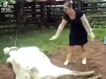 to pet a cow
