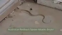 Terrifying Australian redback spider,which can trap and eat snakes more than 50times its size!