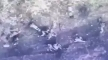 Another large group of Russian soldiers was destroyed by Ukrainian forces. Probably Avdiivka direction.