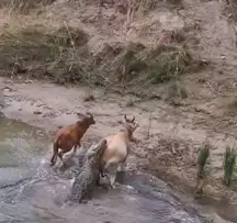 to eat a cow
