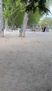 Man with a knife attacks people in the playground (June 8, 2023. France)